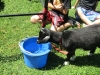 events_goats